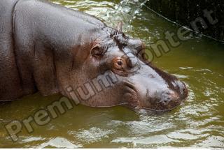 Hippo 0057